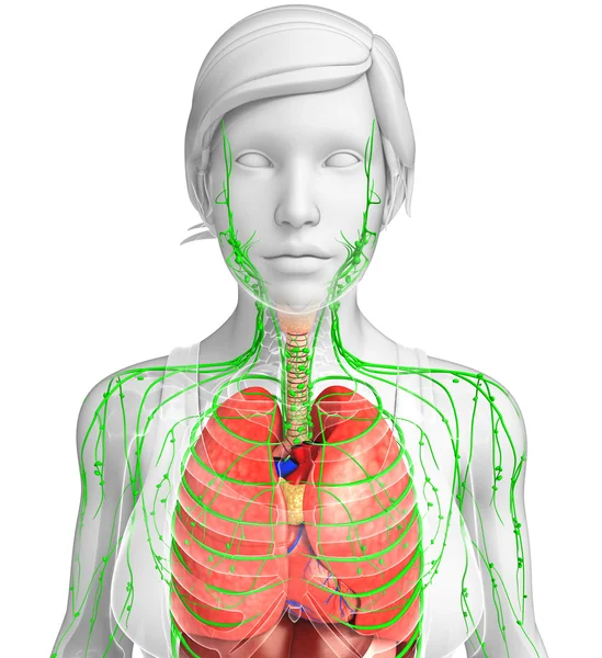 Lenfatik ve sindirim sistemi kadın bedeni sanat