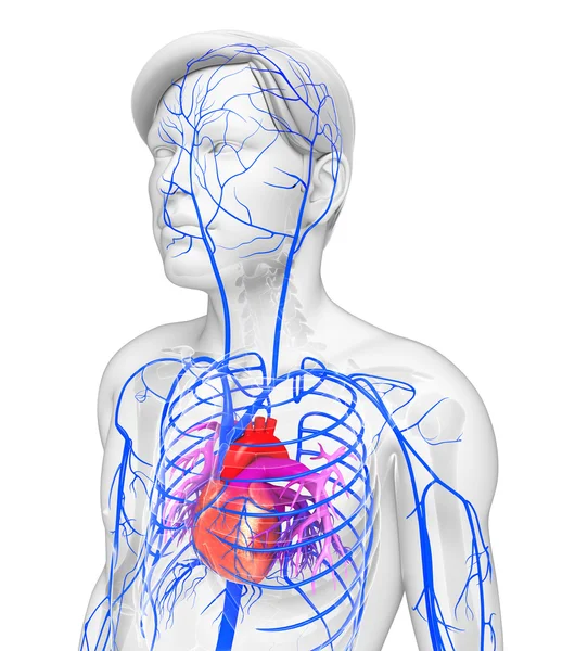 Female heart anatomy — Stock Photo, Image