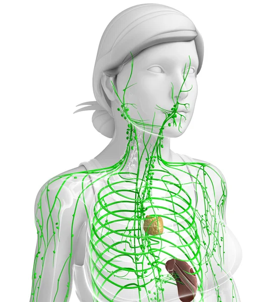 Lymphsystem des weiblichen Körpers — Stockfoto