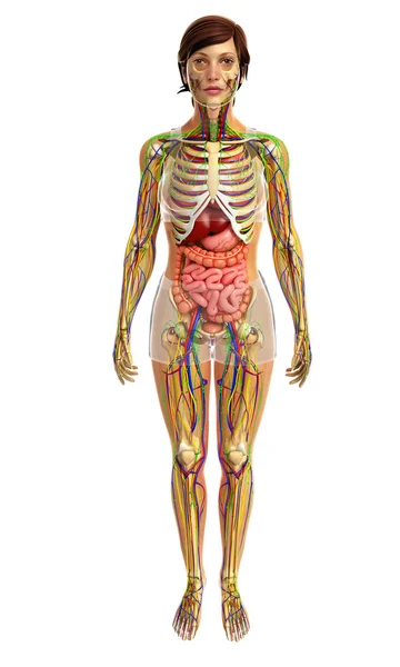 Sistema digestivo humano — Foto de Stock