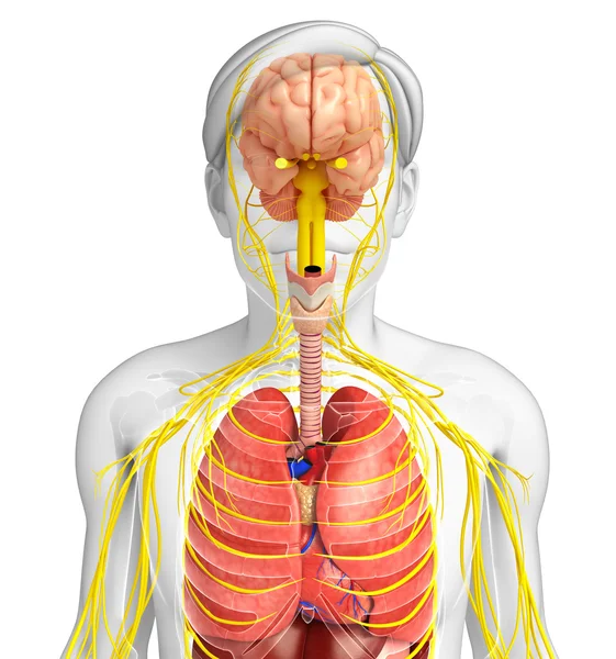 Manliga kroppen av nervsystemet och matsmältningssystemet konstverk — Stockfoto