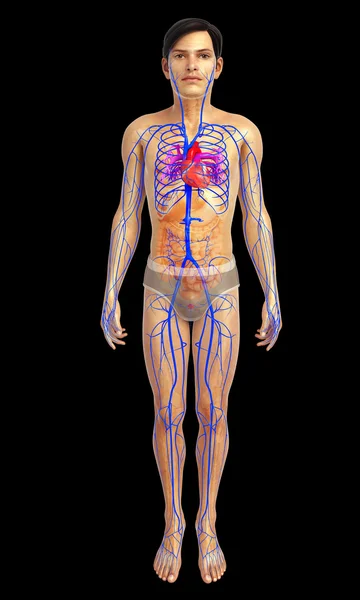 Anatomía del corazón femenino — Foto de Stock