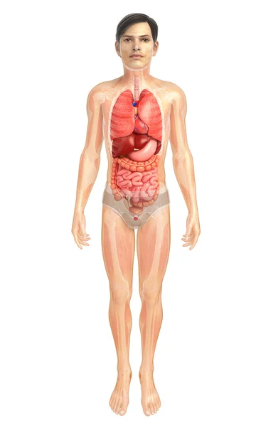 Ilustraciones del sistema digestivo —  Fotos de Stock