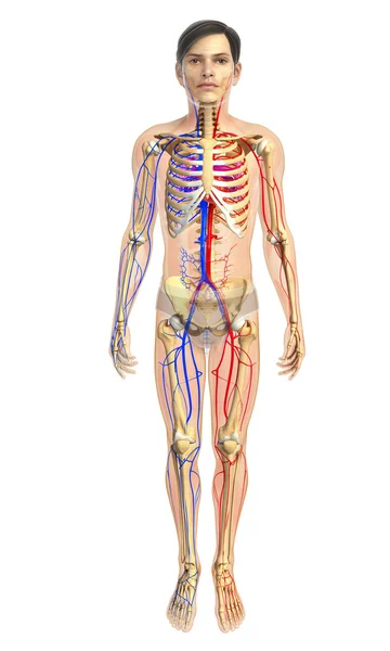 Anatomía del corazón femenino — Foto de Stock