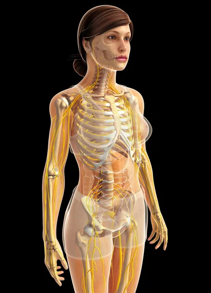 Human Nervous System Artwork — Stock Photo, Image