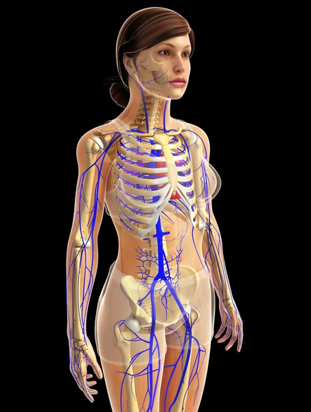 kadın kalp anatomisi