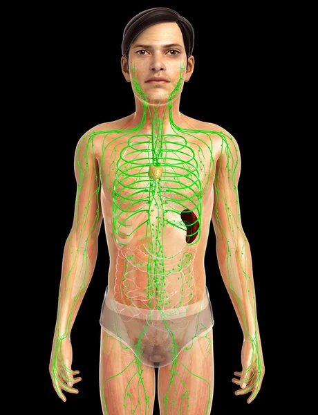 Mänskliga lymfsystemet — Stockfoto