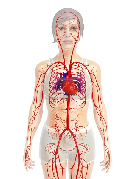 Anatomía del corazón femenino —  Fotos de Stock