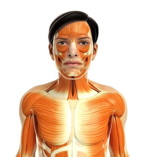 Anatomia mięśni mężczyzna — Zdjęcie stockowe