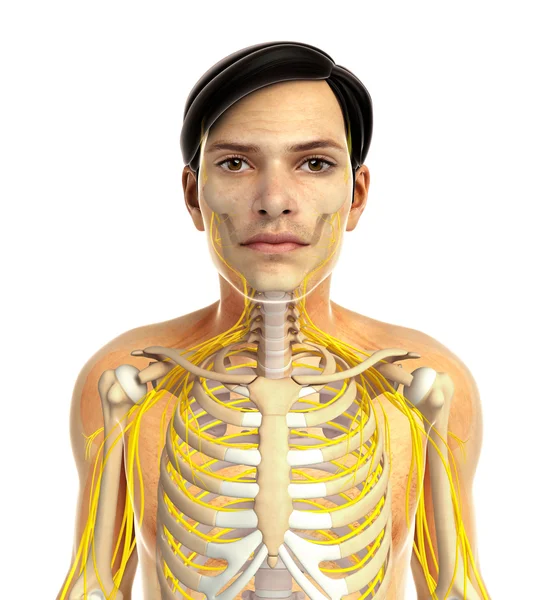 İnsan sinir sistemi sanat