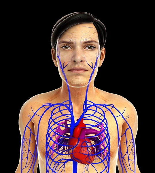 insan kalp anatomisi