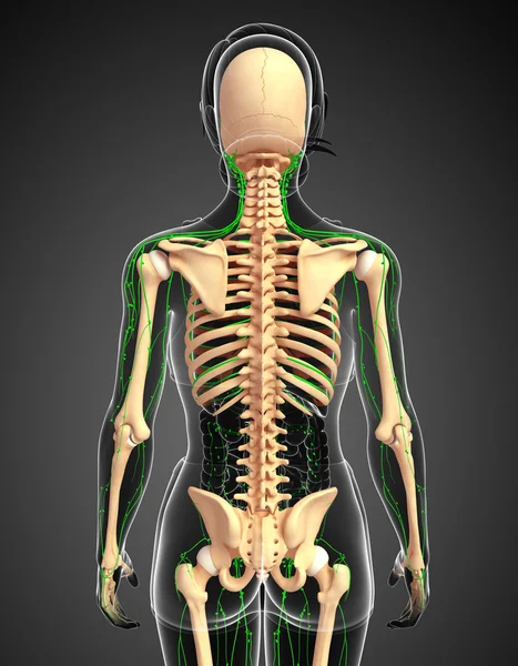 Λεμφικό σύστημα του γυναικείο σκελετό έργο τέχνης — Φωτογραφία Αρχείου