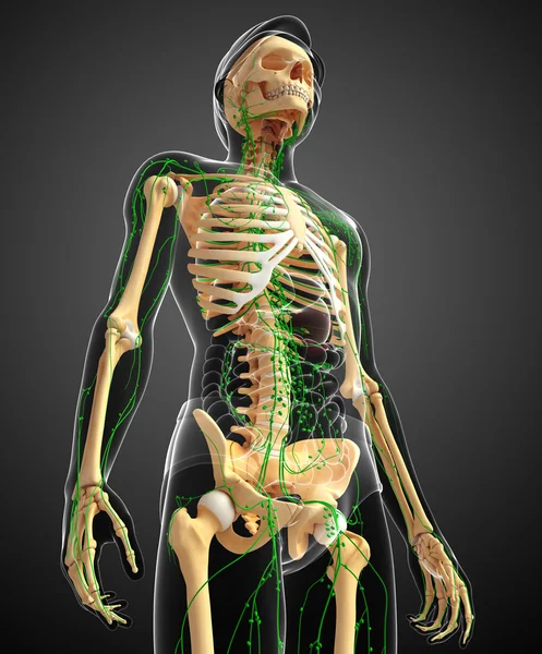 Lymphsystem des männlichen Skeletts — Stockfoto