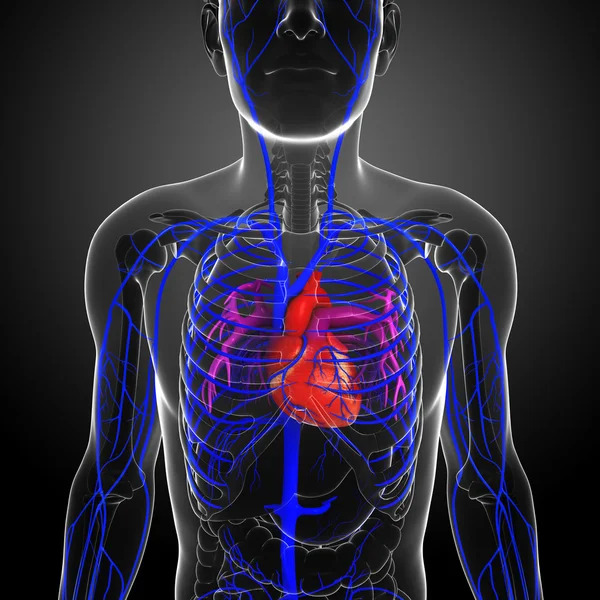 Menselijk hart anatomie — Stockfoto