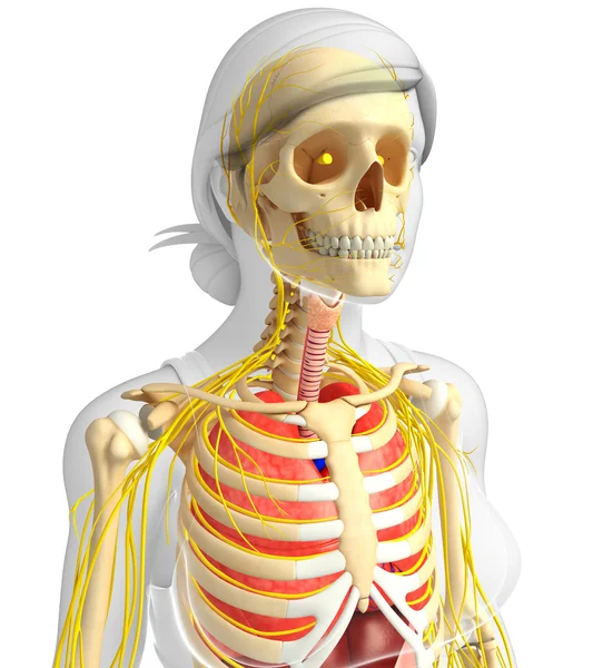 Female skeleton with nervous and digestive system artwork — Stock Image Female skeleton with nervous and digestive system artwork Royalty Free Stock Images