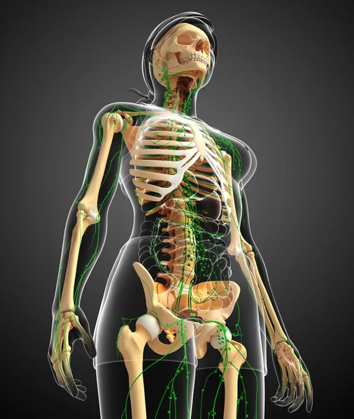 Lymphatic system of Female skeleton artwork — Stock Image Lymphatic system of Female skeleton artwork Stock Picture