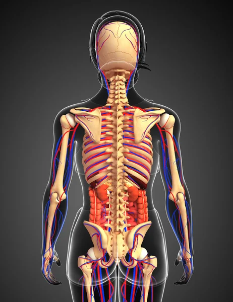 Female skeletal, digestive and circulatory system — Stock Image Female skeletal, digestive and circulatory system Royalty Free Stock Photos