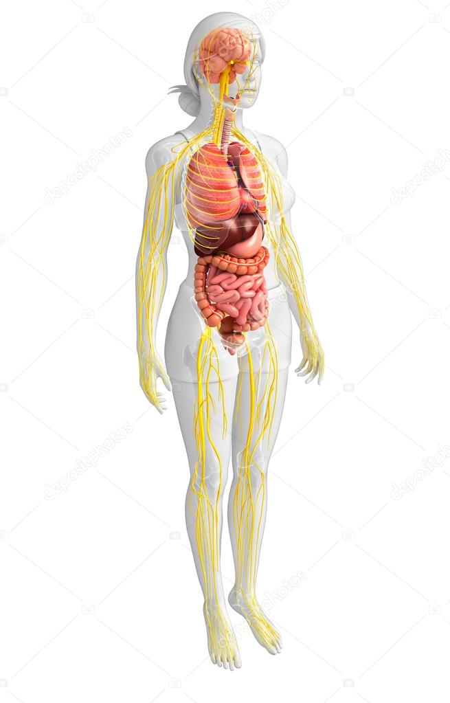 Female body of Nervous and digestive system artwork 
