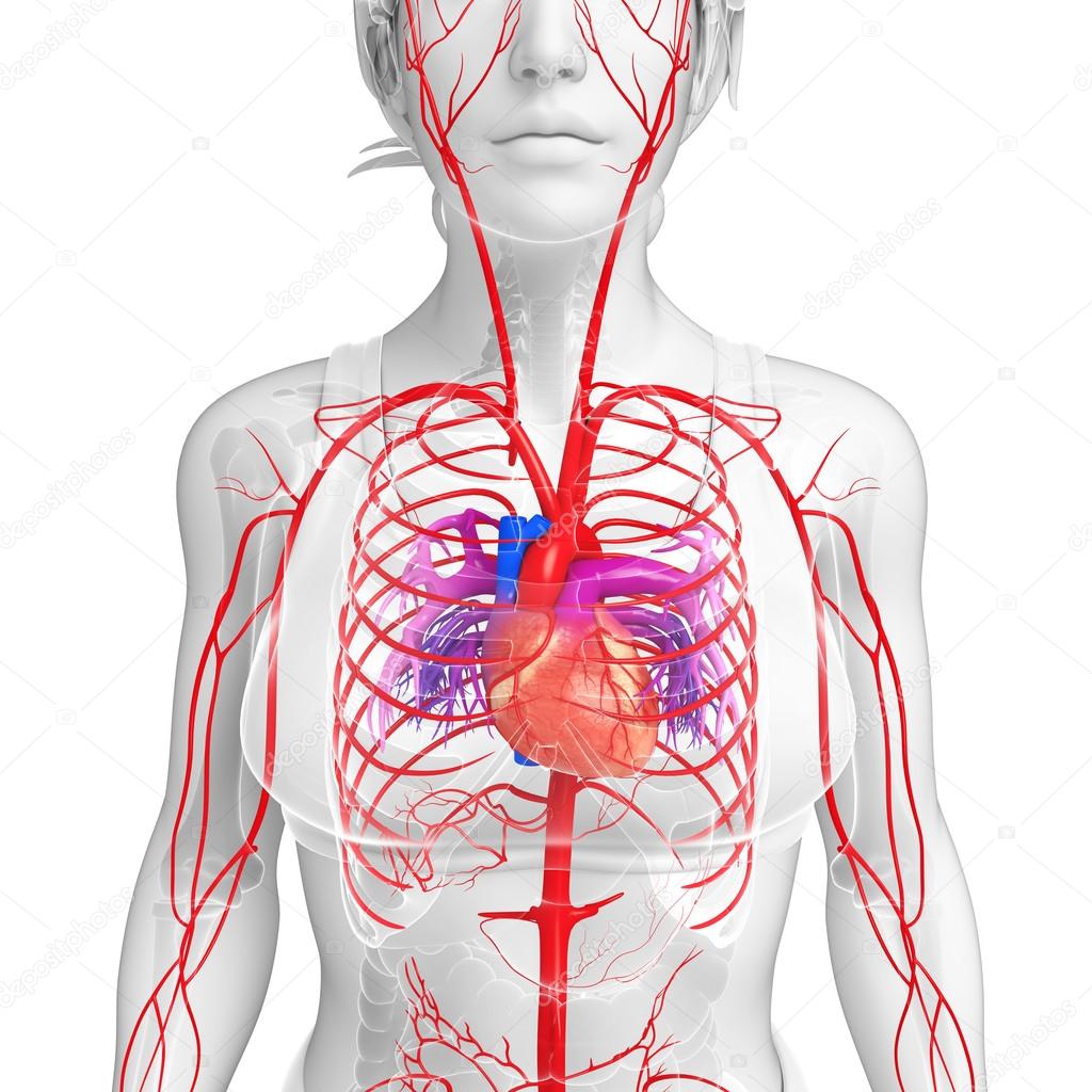 Female arterial system 