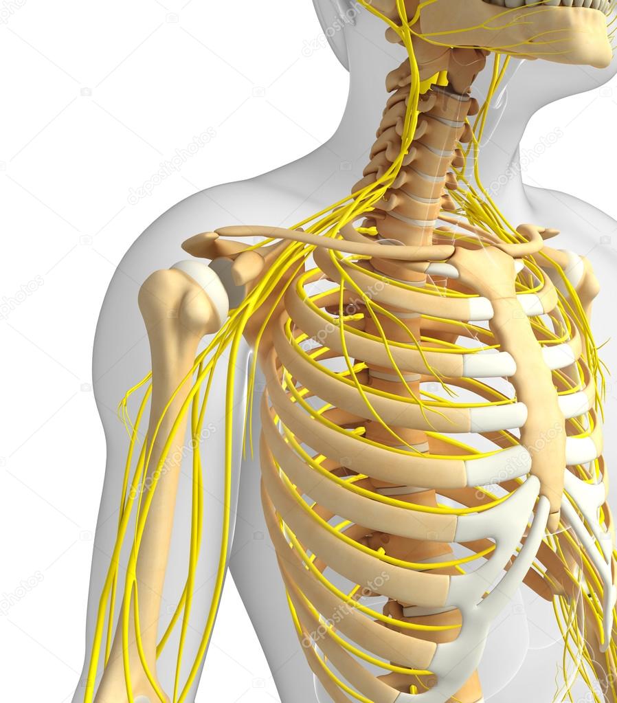 Male ribcage and nervous system artwork