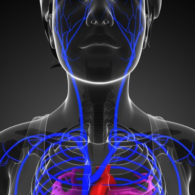 insan kalp anatomisi