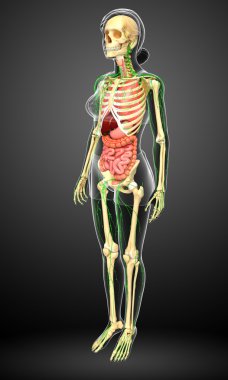 Lenfatik, iskelet ve sindirim sistemi kadın bedeni sanat