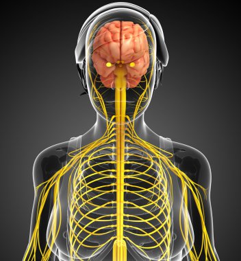 Kadın sinir sistemi sanat