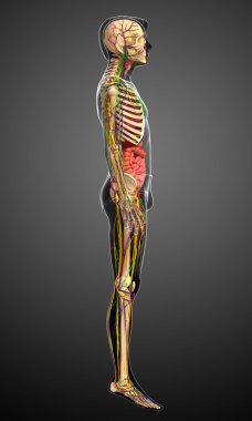 Lenfatik, iskelet, sinir ve erkek anat dolaşım sistemi
