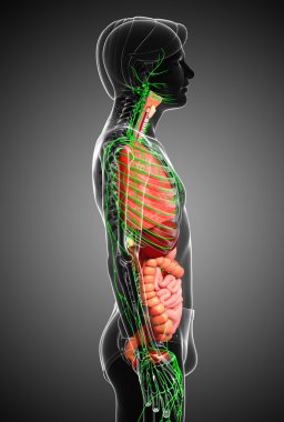 Lenfatik ve sindirim sistemi erkek vücut sanat