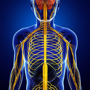 Erkek sinir sistemi sanat