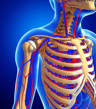 erkek iskelet dolaşım sistemi