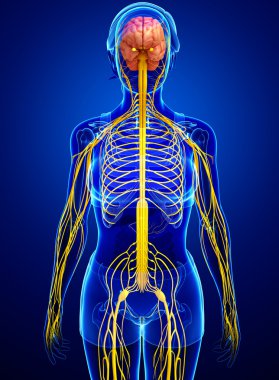 Kadın sinir sistemi sanat