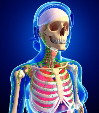 Lenfatik, iskelet ve solunum sistemi, kadın bedeninin artwor