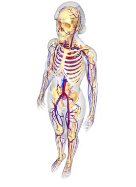 kadın iskelet dolaşım sistemi