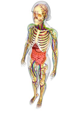 Lenfatik, iskelet, sinir ve dolaşım sistemi kadın Bo