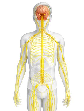 Erkek sinir sistemi sanat