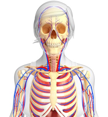Dişi iskelet ve dolaşım sistemi