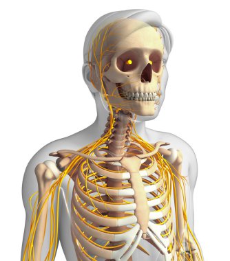 Erkek göğüs kafesi ve sinir sistemi sanat