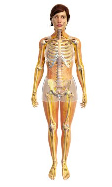 İnsan sinir sistemi sanat