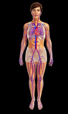 insan kalp anatomisi