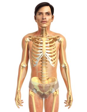 İnsan vücudu anatomisi