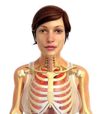 insan solunum sistemi