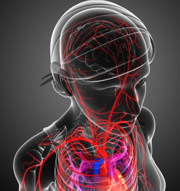Kadın Arteryel sistemi