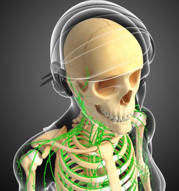 Lenfatik sistem kadın iskelet sanat