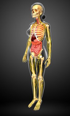 Kadın iskelet sinir ve sindirim sistemi resimler