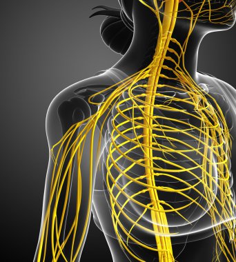 Kadın omuz sinir sistemi sanat