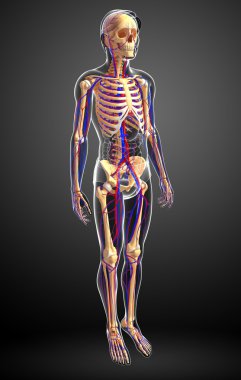 erkek iskelet dolaşım sistemi