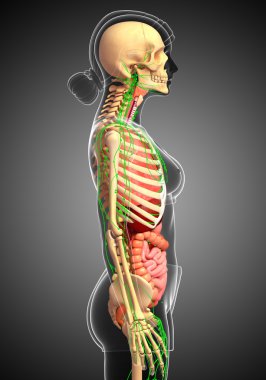 Lenfatik, iskelet ve sindirim sistemi kadın bedeni sanat