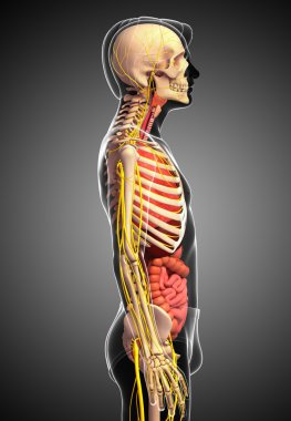 Erkek iskelet sinir ve sindirim sistemi resimler