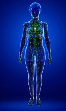 Kadın bedeninin lenfatik sistem